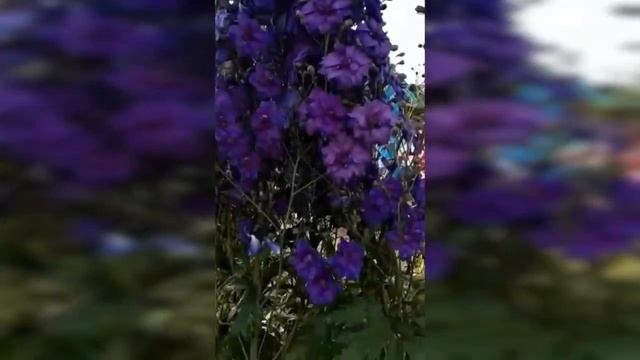 Где купить дельфиниумы смотреть онлайн