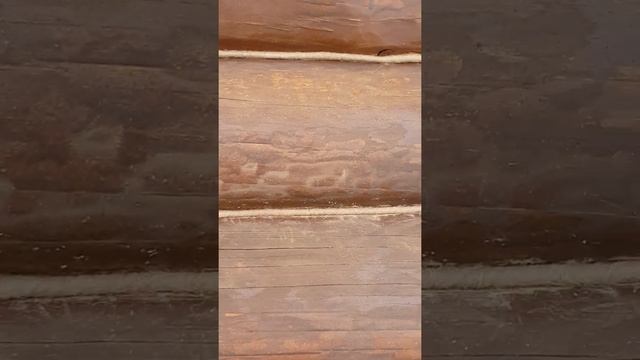 КОНОПАТКА СРУБА ЧАСТЬ 5 смотреть онлайн