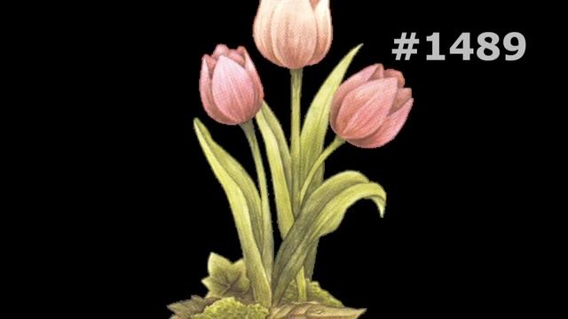 #1489. Тюльпаны - очень красивые цветы