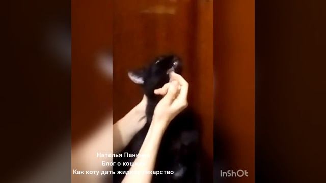 Как кошке дать лекарство в жидком виде смотреть онлайн