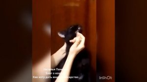 Как кошке дать лекарство в жидком виде