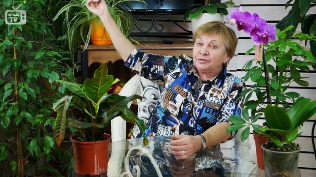 Комнатные растения ? Какие растения посадить на кухне? ? Выбираем вместе с экспертом hitsadTV смотреть онлайн