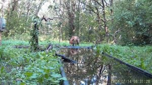 Нападение лисы на фотоловушку.