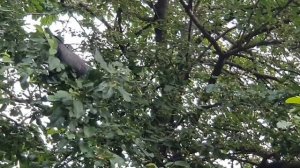 Дикий лесной голубь. Вяхирь или витютень. Голос вяхиря. Стая диких голубей в городе Житомире.