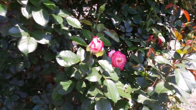 Прогулка посаду. Garden tour. Рассада, клематисы, ирисы. В ожидании роз! смотреть онлайн