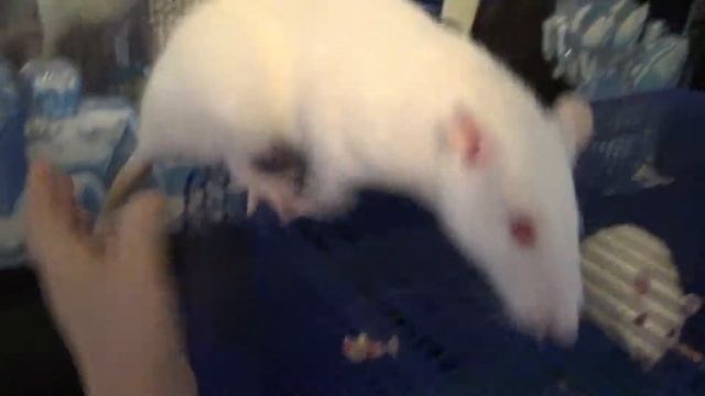 Наши ручные домашние крысы смотреть онлайн