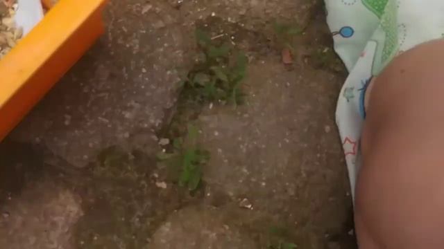 Убераем у Морских Свинок. Что-то произошло/Морская Свинка убежала ??? смотреть онлайн