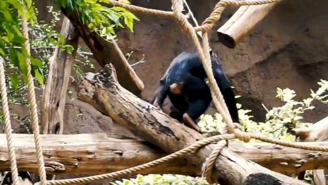 Vlog♥ Канары: лучший зоопарк в Европе, харизматичная горилла смотреть онлайн