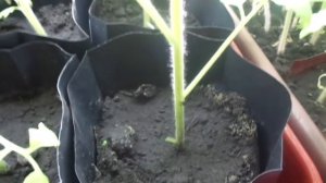 ЧТО ДЕЛАТЬ, ЕСЛИ ЖЕЛТЕЮТ НИЖНИЕ ЛИСТЬЯ ТОМАТОВ? Ольга Чернова.