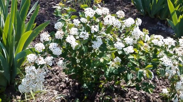 БІЛА СПІРЕЯ або СПІРЕЯ ВАНГУТТА із ЧЕРЕНКА 2023 РІК WHITE SPIREA or SPIREA VANGUTTA from a Stalk смотреть онлайн
