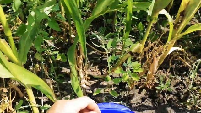 Начала собирать  фасоль. Урожай фасоли)