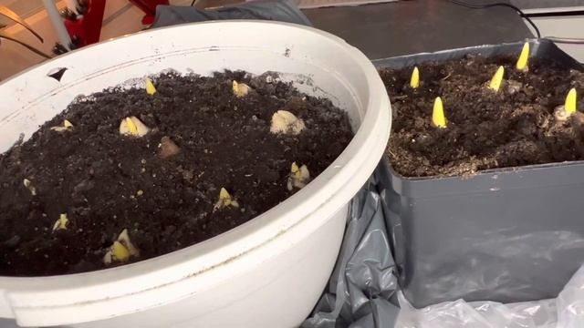 Выгонка тюльпанов в домашних условиях в холодильнике. Часть 3 смотреть онлайн