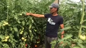 Отзыв выращивания томата Белфорт от Рамиля.