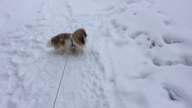 Опять засыпало снегом. Гуляем с собакой. смотреть онлайн