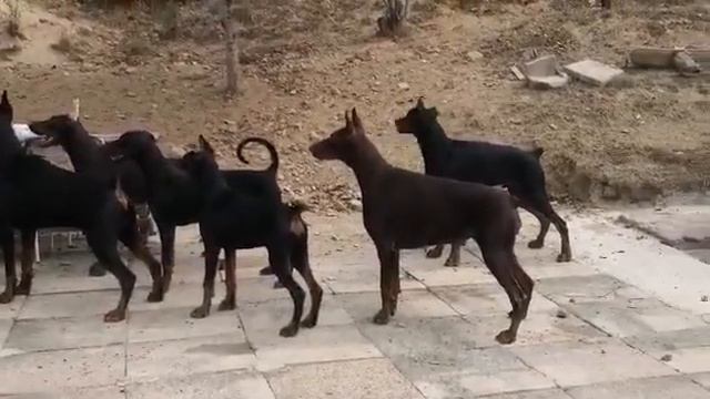 Doberman kennel "PRESPA" смотреть онлайн