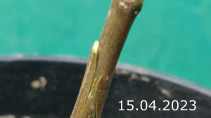 прививка инжира весной // grafting figs