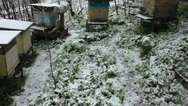 Помогите своим пчелам весной смотреть онлайн