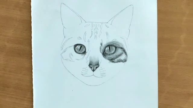 How to Draw a Cat / Pencil Drawing Tutorial for Beginners - step by step смотреть онлайн