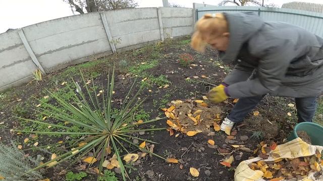 Укрываем розы на зиму смотреть онлайн
