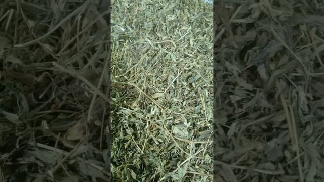 Discription And Unani Medicinal Uses Of Stevia Rebaudiana, Meethi Patti By Dr Md Obiedullah Baig Sb