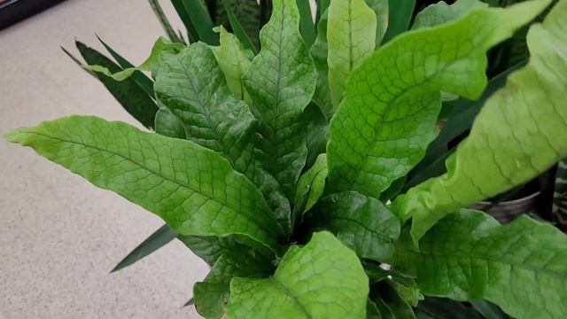 Plant shopping at Meijer смотреть онлайн