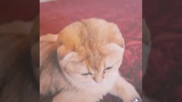 золотая шиншилла. смотреть онлайн