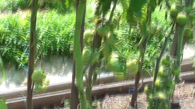 Томат Совершенная Хурма Юко соответствует своему имени смотреть онлайн