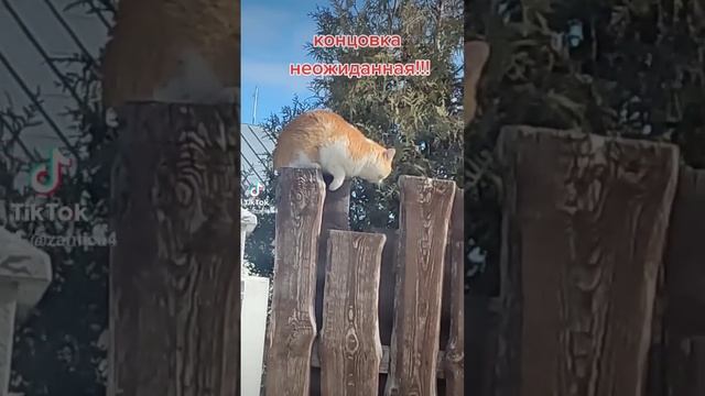 Стычка двух котов на одном заборе! смотреть онлайн