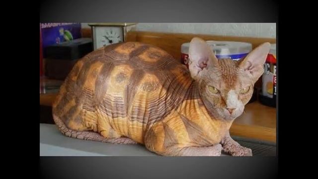 人体艺术 Выпуск № 8 - КОШАЧИЙ БОДИ-АРТ!! (The Cats Body Art ) - СОНИК И МИШЕЛЬ ПРЕДСТАВЛЯЮТ смотреть онлайн