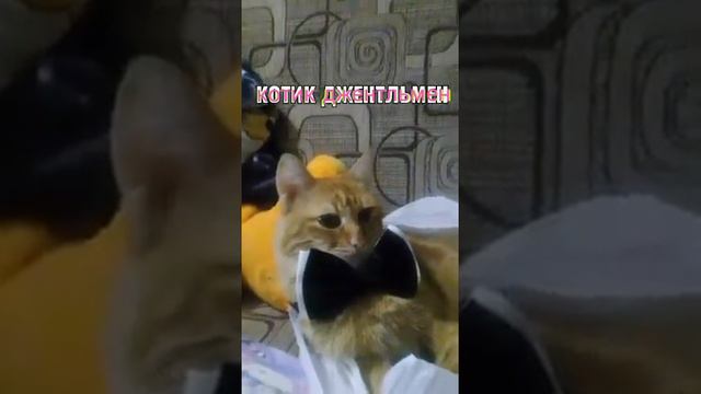 1 видео так давно не снимал, называется котик джентельмен. смотреть онлайн