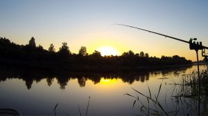 ПРИКОРМИЛ НА РАССВЕТЕ И НАЧАЛОСЬ. ПОКЛЁВКИ КРУПНЫМ ПЛАНОМ. МОЙ ФИДЕРНЫЙ МОНТАЖ. ВЕДРО РЫБЫ на ДВИНЕ.