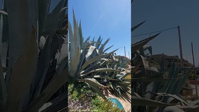 #shorts Агава Гигантские кактусы в испанской деревне Монсон Уэска Арагон смотреть онлайн