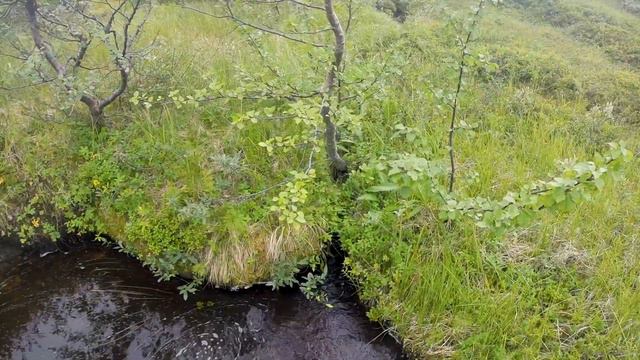 ЭТУ РЫБУ НЕ КУПИШЬ в магазине! РЫБАЛКА на севере в тундре смотреть онлайн