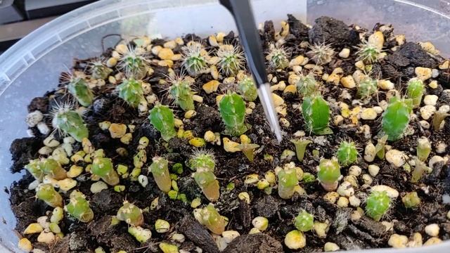 Кактусы из семян. 3 месяца спустя. Обзор. смотреть онлайн