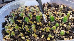 Кактусы из семян. 3 месяца спустя. Обзор.