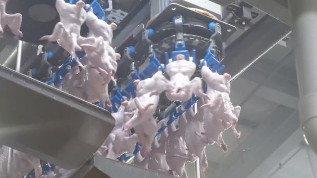 Beyond Tradition: The Evolution of Modern Poultry Slaughterhouses смотреть онлайн