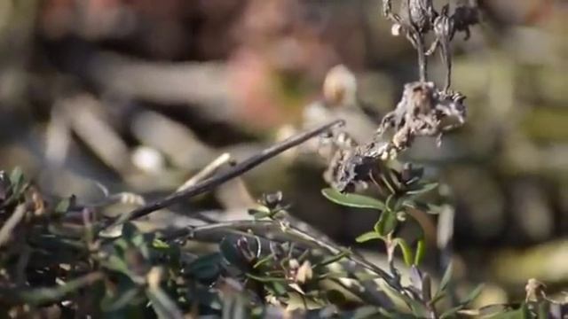 techworld327: Nikon D5100 video test смотреть онлайн