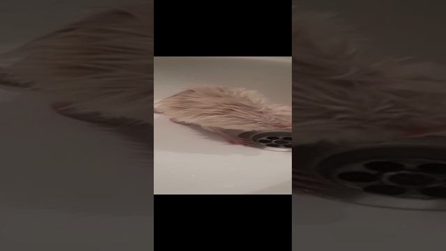 МОЙ КРЫС ДОМАШНИЙ