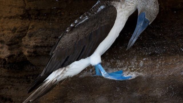 MacBook Pro 16, EGPU, BootCamp Windows 10 Ошибка12/Error 12 - Решено! смотреть онлайн