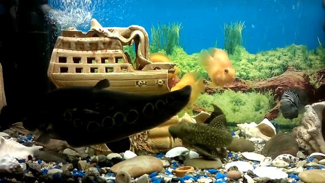 цихлиды 150 литров смотреть онлайн