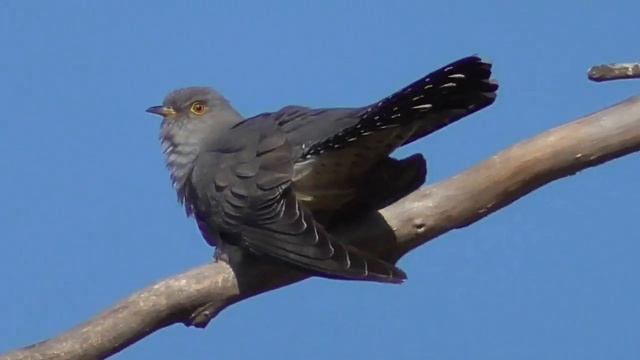 The cuckoo is cuckooing. Like a bird singing, voice, singing. смотреть онлайн