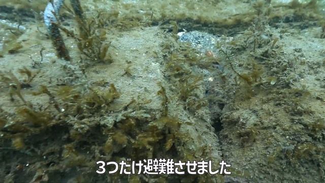 【SDGs】海藻・海草アマモの成長が凄い！「ヌシ（ナマコ）」が、ぎゃぁぁぁぁぁぁぁ((((；ﾟДﾟ)))))))衝撃的過ぎた！？#43 смотреть онлайн