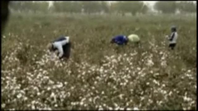 Дети на хлопковых полях Узбекистана смотреть онлайн