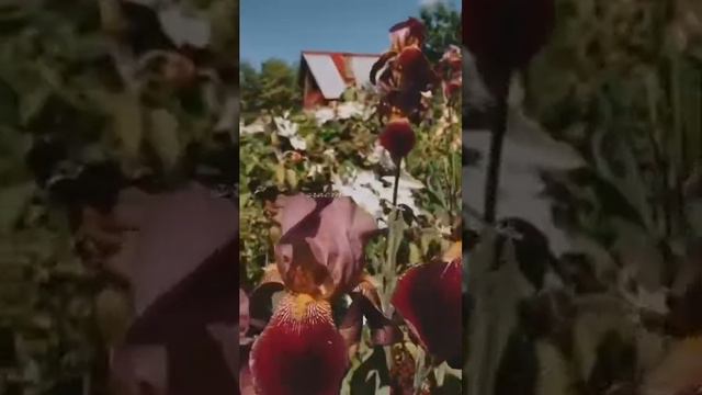 краски лета смотреть онлайн