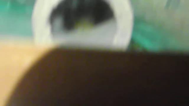 Нерест Анциструса. КАК ПРОСТО. Только на етом канале!!!! смотреть онлайн