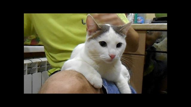 Отдам котика в добрые руки смотреть онлайн