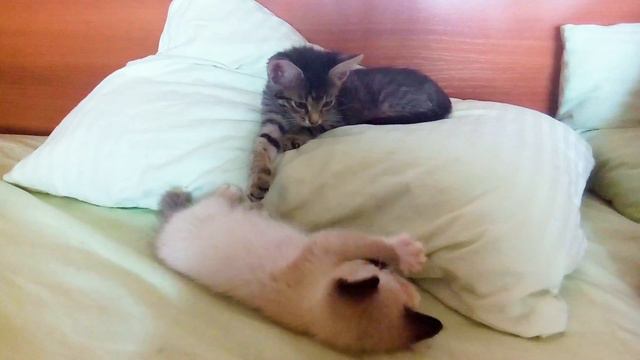 Царь-горы по кошачьи смотреть онлайн