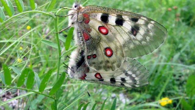 "Parnassius apollo transitoria in Kopula"- Eine Bilderschau von Karin und Wolfgang Schmökel. смотреть онлайн