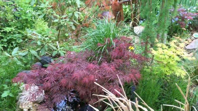 Пробежка вечером после дождичка в четверг..., пойдёмте со мной, полюбуемся и подышим! смотреть онлайн