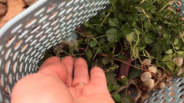 Вкуснейший обед в лесу из февральских дикоросов. Готовим на печке-щепочнице смотреть онлайн